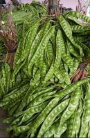 Hot Selling D&#039;Petai Peeled, Produk Origin from Indonesia