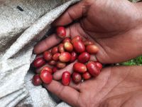 Aceh Gayo Arabica Coffee Green Beans - Organics &amp;amp; Fair Trade Certified