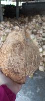 Mature Coconut