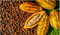 Cocoa 
