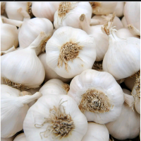 Fresh Garlic