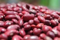 Red Kidney Bean, Gojam Type