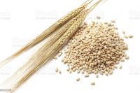 corn soybeens barley