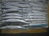 Pacific Saury whole round