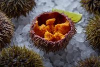 Fresh-Caught Sea Urchins