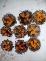 fresh-caught sea urchins