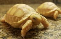 Tortoises for sale | baby turtles for sale | tortoise breeders