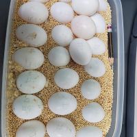 Bird Eggs For Hatching From Europe