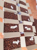 Whole Star Anise Newest Crop Global Exporter Of Spices Star Anise Best Seller Products From Vietnam