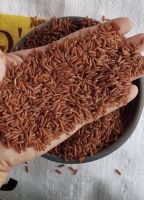 Vietnam Red Dragon Rice OEM