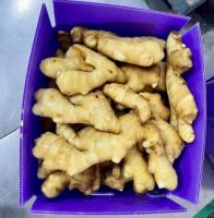 Chinese High Quality Ginger 250g and up for America Market