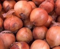 Fresh Chinese Onion Yellow Onion Low Prices