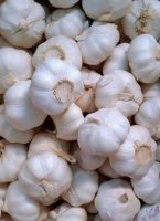 Hot Selling Best Quality Fresh Pure White Garlic with Best Quality