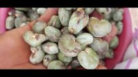 Raw Cashew Nuts