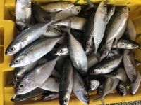 Frozen Indian Mackerel Fish