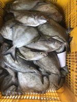 High Quality Frozen Black Pomfret Best Price From Vietnam