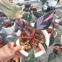 philodendron pink princes 'cherry'