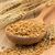 High quality rich barley grain at wholesale price