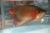 Wholesale Super Red Arowana Large Fish
