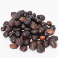 Palm kernel