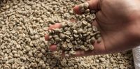 Arabica coffee bean Screen 18 wet polished