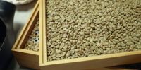 Arabica coffee bean Screen 16 wet polished