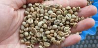 Robusta coffee beans screen 13 standard