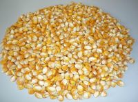 Yellow corn for animal feed