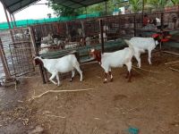 Quality Boer Goats Does/Bucks