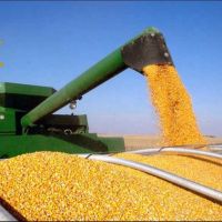 Cheap NON GMO Yellow corn