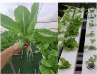 Hydroponic tube / Garden Hydroponic Square Plastic Tube