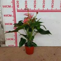 https://fr.tradekey.com/product_view/Anthurium-Julie-9809557.html