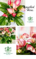 https://fr.tradekey.com/product_view/Anthurium-Livium-9809559.html