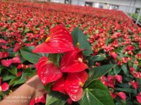 https://jp.tradekey.com/product_view/Anthurium-Red-9809567.html