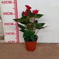 https://www.tradekey.com/product_view/Anthurium-Xiaojiao-New-Style-9809575.html