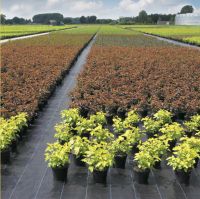 Woven PP Weed Barrier Ground Cover