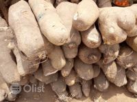 Yam Tubers