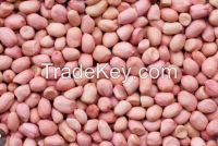 Groundnut