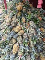 Sweet Fresh Pineapple