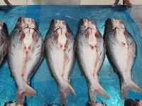 Pangasius Whole round Butterfly Cut