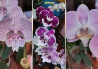 Phalaenopsis Orchid