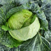 Fresh Cabbage