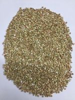 Green buckwheat grain