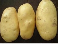 Selling fresh potato