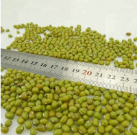 Selling Wholesale Best Quality Green Mung Beans with Reliable Price