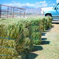 Selling  High Quality Teff Hay