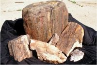 Petrified Wood