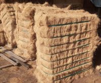 Coconut FIber