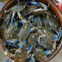 blue swimming crab for sale california