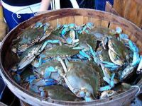 blue swimmer crabs for sale perth